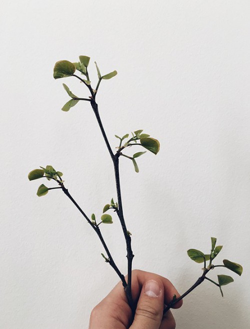 哈爾濱紅腸包裝設計參考(圖4)