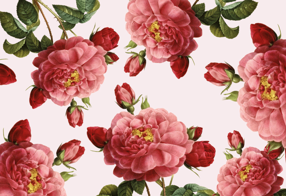 玫瑰精油品牌產品包裝設計(圖1)