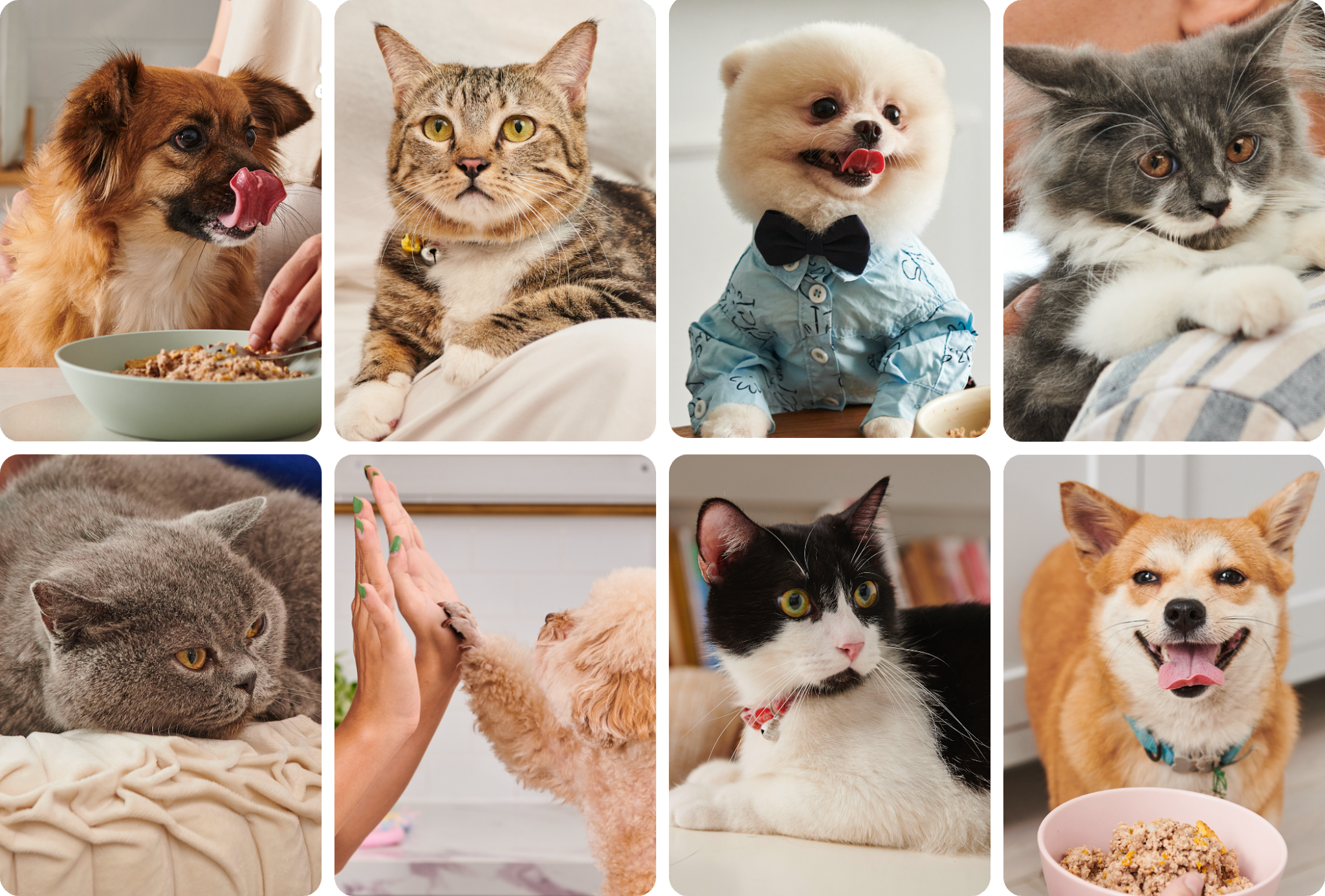 寵物包裝設計欣賞食品狗糧包裝設計欣賞貓糧包裝設計欣賞包裝設計全套(圖24)