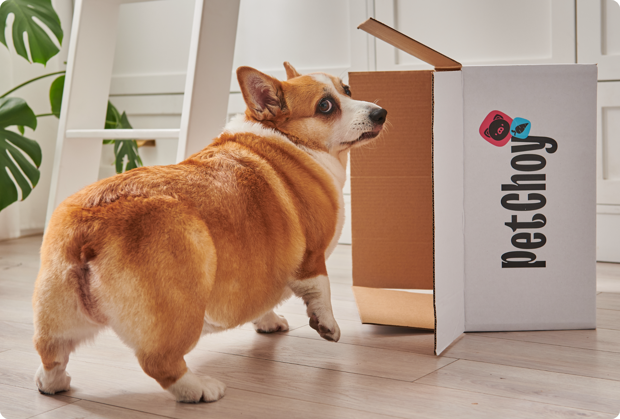 寵物包裝設計欣賞食品狗糧包裝設計欣賞貓糧包裝設計欣賞包裝設計全套(圖25)