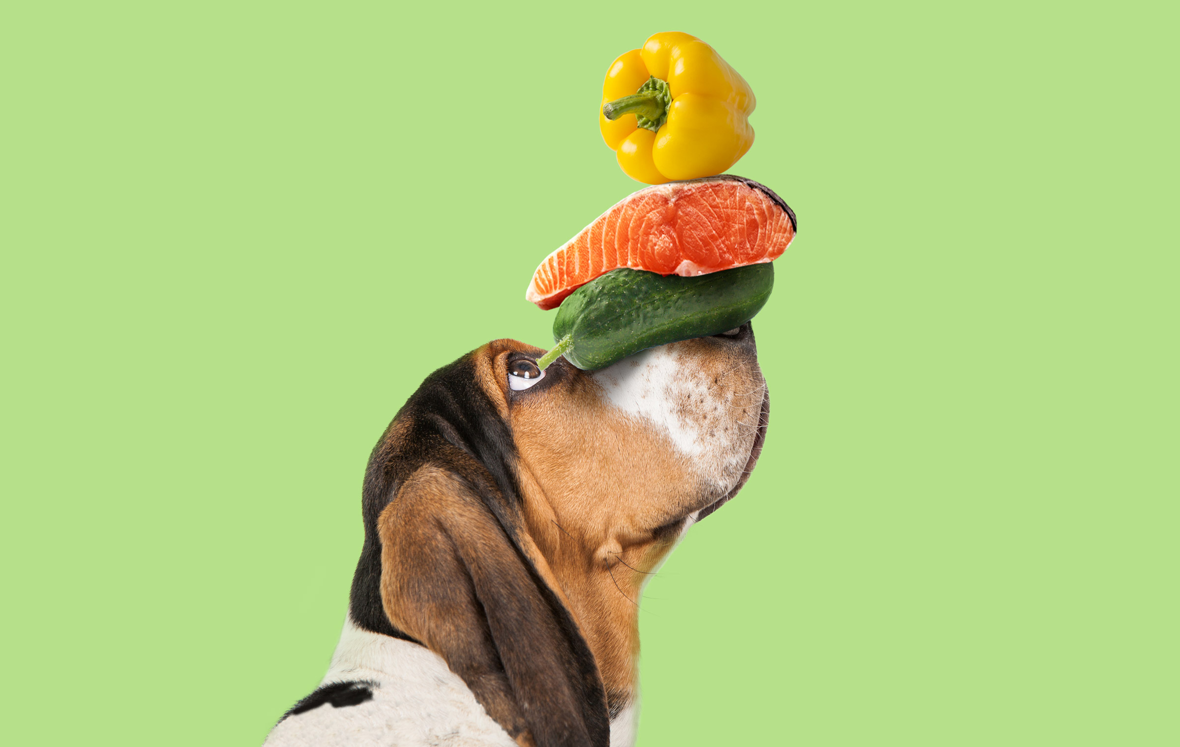 寵物包裝設(shè)計欣賞用品狗糧包裝設(shè)計欣賞包裝設(shè)計(圖5) 寵物包裝設(shè)計欣賞用品狗糧包裝設(shè)計欣賞包裝設(shè)計(圖5)