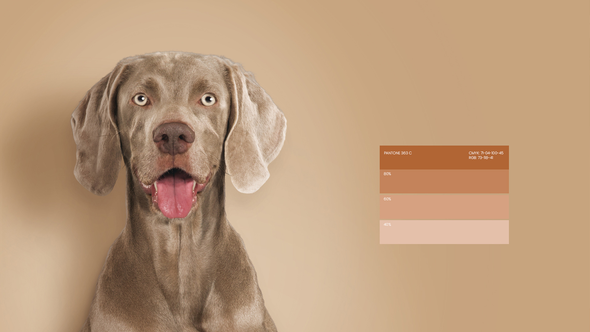 Ultima高端寵物包裝設(shè)計(jì)欣賞食品包裝這樣設(shè)計(jì)(圖4)