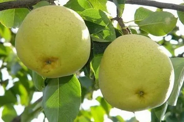 昆明特產寶珠梨水果包裝設計怎么做好(圖1)