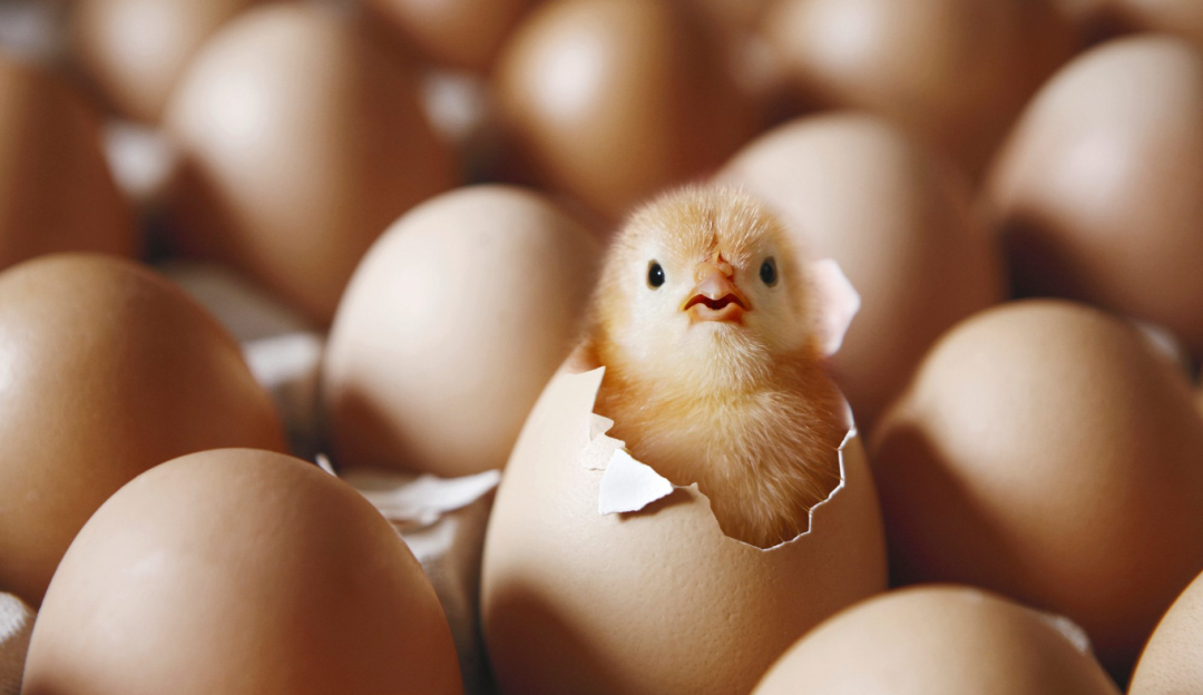 四喜:干嘛要聚焦束縛自己手腳?多業經營豈不是成功率更高?(圖2) 四喜:干嘛要聚焦束縛自己手腳?多業經營豈不是成功率更高?(圖2)