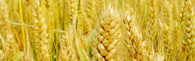 淮糧春品牌logo與食品包裝設(shè)計(jì)欣賞(圖3)