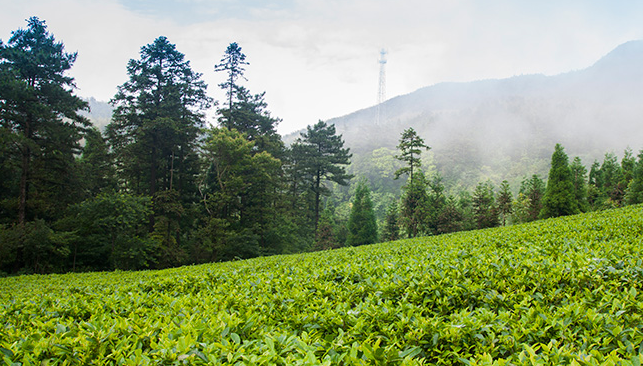 九獅寨品牌logo與食品包裝設計欣賞(圖2)