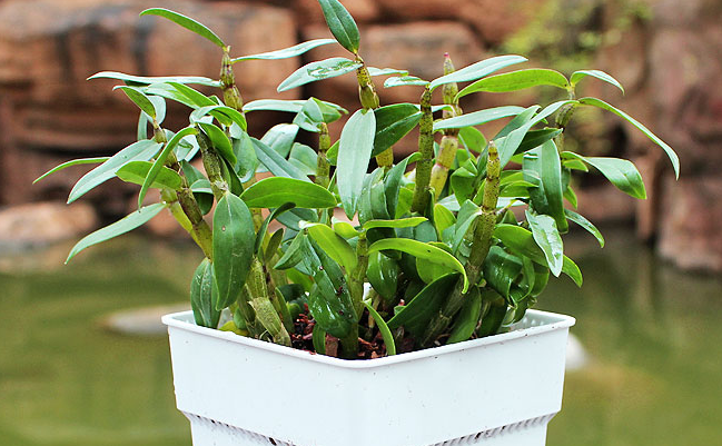 山葛老葛根粉 山葛老品牌logo與食品包裝設(shè)計(jì)欣賞(圖2)